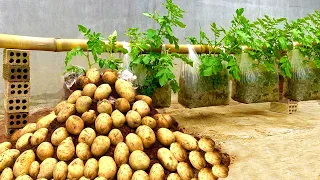 Unlock The Secret Growing Potato In Plastic Bags On Your Backyard - Growing Potatoes