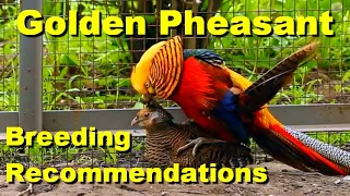 Golden Pheasant / Breeding Recommendations / Incubation / Raising Chickens / Chicken Brooder