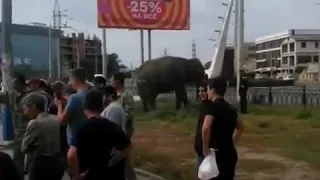 По центру Астрахани разгуливают слоны