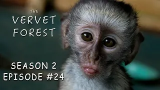 Gabe Gets a Mom, Django's Cast is Removed & More - Vervet Forest - S2 Ep24