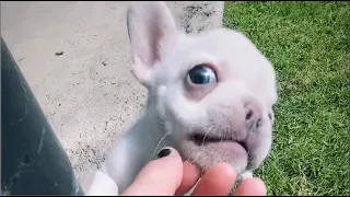 Puppy or baby wolf. Tiny Frenchie howled like a wolf when mom didn't give him any more snacks