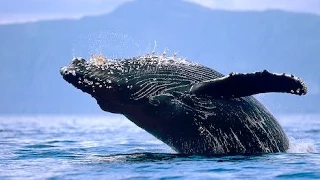 Fellowship of the Whales (Full Documentary)