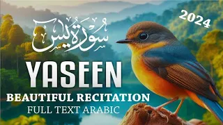 Beautiful Recitation Surah Yaseen // With Arabic Text HD // Surah Yasin Beautiful Voice