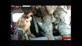 War Dog (Lucca) receives Dickens Medal (UK) - BBC News - 5th April 2016