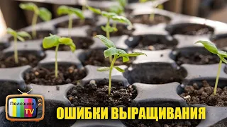 Основные ошибки выращивания рассады! Отвечаю на вопросы зрителей.