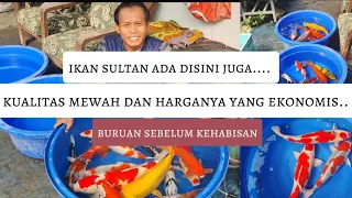 REVIEW IKAN DISINI KUALITAS NYA MEWAH SEMUA⁉️⁉️ COCOK BUAT PEMULA MAUPUN PENGHOBI⁉️⁉️