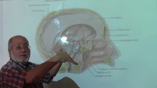 Neuroanatomy 100 ( Dural folds & dural venous sinuses , part 1 ) , by Dr. Wahdan