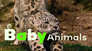 Mountain Babies | Baby Animals in the Wild | Season 1 Episode 7