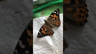 Painted lady butterfly nearly ready release 🥚🐛🦋