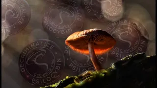 Inside the Campaign to Legalize Magic Mushrooms in California