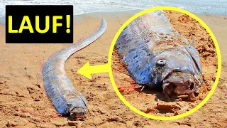 Wenn du diesen Fisch siehst, bring dich in Sicherheit (und andere Naturkatastrophen-Warnzeichen)