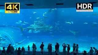 Okinawa Churaumi Aquarium - 4K HDR