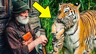 Um Tigre Deu Seu Bebê Para Este Homem e Ele Fez Algo Incrível