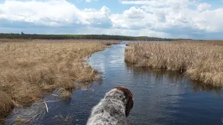 Josh in Back Water Channel at Boy River 5-11-2024