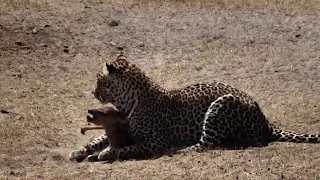 Djuma: Hosana male leopard catches baby Nyala at pan but does not kill right away - 11:27 - 09/14/18