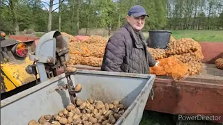 Sadzimy ziemniaki - a co jak zmarzną? czy to koniec plonu?