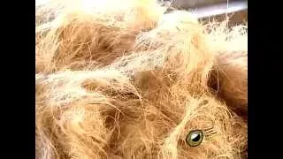 Lesson for Bleaching and dyeing of coir fibre