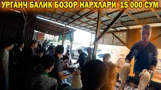 УРГАНЧ БАЛИК БОЗОР НАРХЛАРИ АРЗОНЧИЛИК | URGANCH BALIQ BOZORI #baliq_bozor