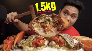 1.5 KG GIANT FEMALE MUD CRABS with SPICY VINEGAR SAUCE MUKBANG