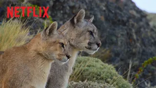 Our Planet II Behind the Scenes Puma Hunt | Netflix