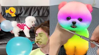 Tik Tok Chó Phốc Sóc Mini 😍 Funny and Cute Pomeranian #442