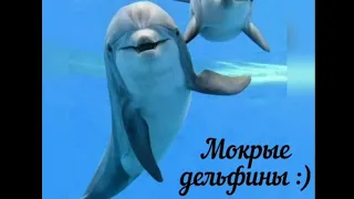 Мокрые дельфины :)