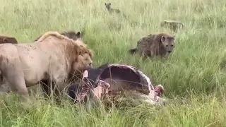 Male lion vs Hyenas eternal enemies