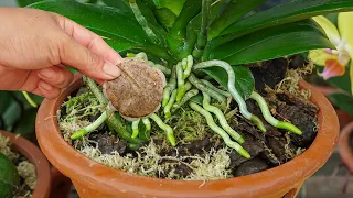 Old orchids immediately take root and bloom thanks to this trick