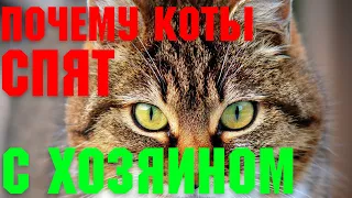 Почему коты и кошки спят с хозяином? | Факты и приметы