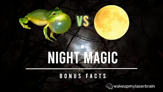 Frog Sounds in the Moonlight | 10 Hours | Studying | Laser Focus | For Better Sleep | White Noise