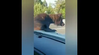 Жители встретили дикого медведя на трассе по пути в Усть Кут