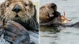 Hungry sea otters helping restore California estuary