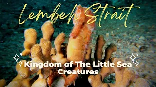 [4K] Diving In Lembeh Strait - Kingdom of the Little Sea Creatures [Underwater Macro Footage]