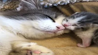 Mom Cat talking to her Cute Meowing Kittens 😍 Mother Cat And Kittens