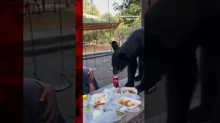 A black bear crashed a picnic in Mexico, eating visitors' enchiladas and tacos #BBCNews