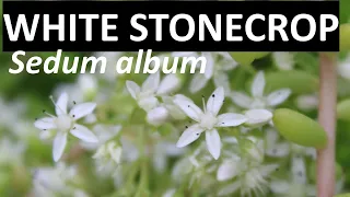About WHITE STONECROP - Sedum album