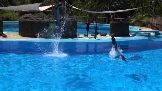 Dolphin Show - Palmitos Park