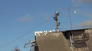 посадка Будапештских высоколётных голубей 23 11 2021г