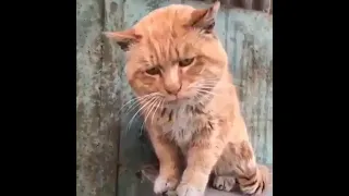 #funny #cat