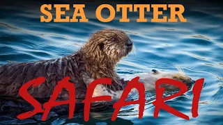 EM1X Adventure Ep. 03: Sea Otter Safari