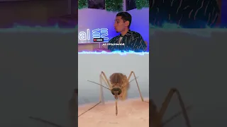 Почему комары выживают во время дождя?