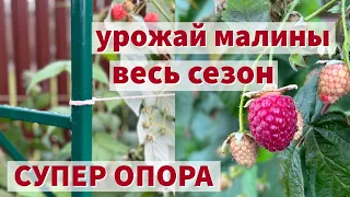 МАЛИНУ ТЕПЕРЬ ВЫРАЩИВАЮ ТОЛЬКО ТАК. СУПЕР ОПОРА ДЛЯ МАЛИНЫ И НЕ ТОЛЬКО