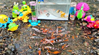 Catch real lobsters, goldfish, betta fish, ornamental fish, koi fish, catfish, turtles, sharks