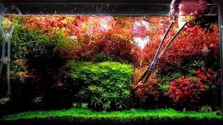 HOW TO TRIM PLANTED AQUARIUM - Trimming my DUTCH STYLE PLANTED AQUARIUM