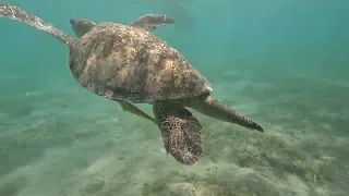 Green sea turtle (Közönséges levesteknős) - Snorkeling in Red Sea, Marsa Mubarak, Egypt, 2023.10.