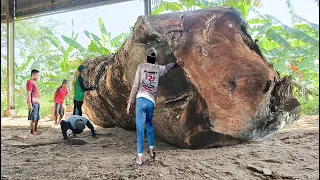 Super big and scary trembesi wood from Mount Lawu petilasan Monte tribe!! sawn in a sawmill