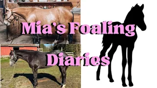 My Broodmare’s Feed Routine | Mia’s Foaling Diaries 1/27/2023