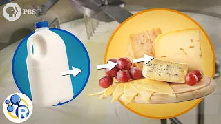 How Milk Becomes Cheese