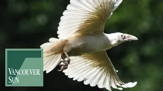 Reality and myths surrounding the rare White Raven | Vancouver Sun