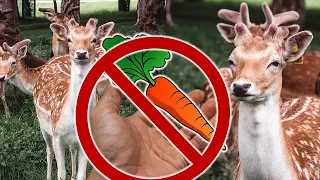 You SHOULDN'T FEED the DEER in PHOENIX PARK 🚫🥕 (Dublin, Ireland)